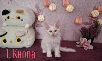 Открыты к продаже котята породы мейн-кун