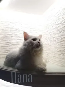 Открыты к продаже котята породы мейн-кун