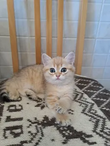 Продается прекрасный шотландский котик в золотом