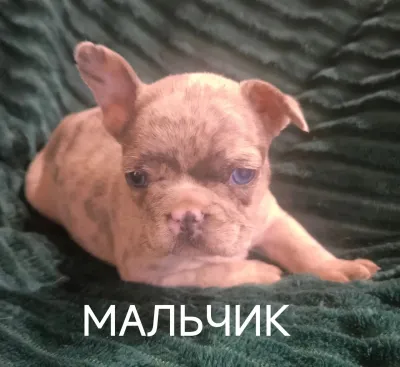 Ищут свою семью