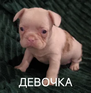 Ищут свою семью