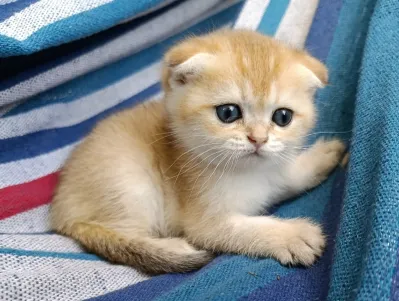 Шотландская вислоухая кошечка золотая шиншилла.