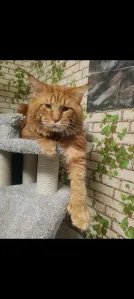 Чистокровная девочка Мейн Кун полидакт