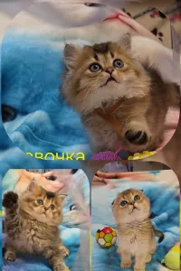 Горловка.Продаються шотландские котята .Больше