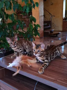 Предлагаются бенгальские котята