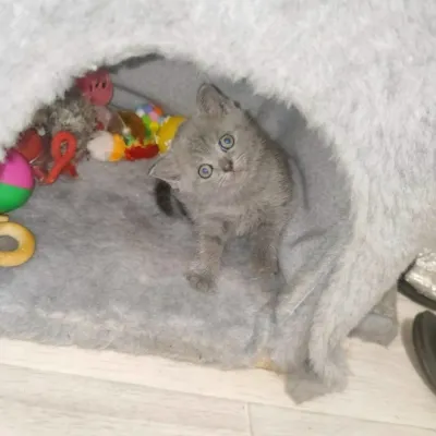 Британская кошечка готовая переехать в новый дом.