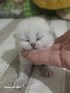 Готовятся к резерву шотландские золотые шиншиллы.
