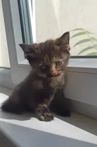 Отдам котят в добрые и заботливые руки