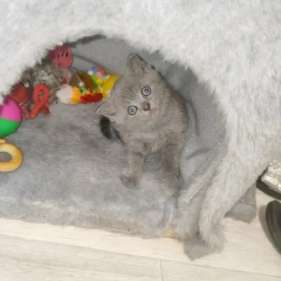 Готовы переехать в новый дом британские котята
