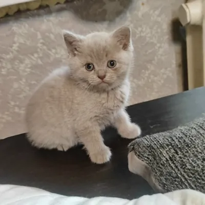 Готовы переехать в новый дом британские котята