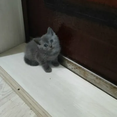 Готовы переехать в новый дом британские котята