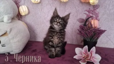 Открыты к продаже котята породы мейн-кун