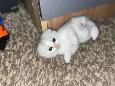 Котята готовы к переезду в новую семью