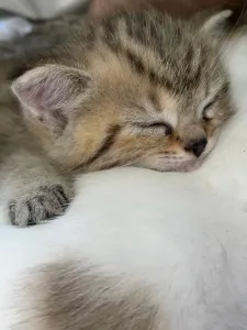 Котята готовы к переезду в новую семью