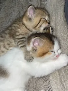 Котята готовы к переезду в новую семью