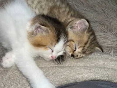 Котята готовы к переезду в новую семью