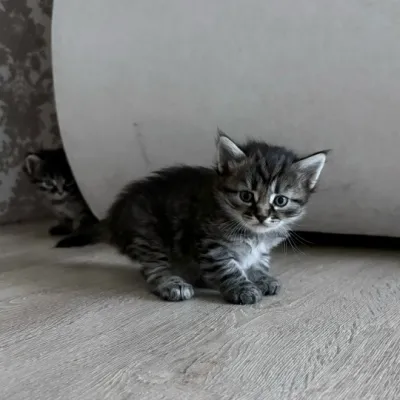 Отдам котят в добрые и заботливые руки