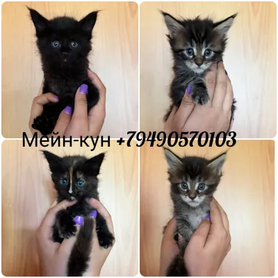 Продаются очаровательные котята породы Мейн-кун