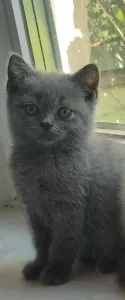 Продам котёнка шотландского прямоухого ( серый)