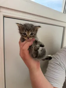 КОТЯТА В ДОБРЫЕ РУКИ ️️️ БЕСПЛАТНО ️️️