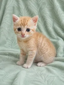 Продаются шотландские котята скоттиш-страйт.