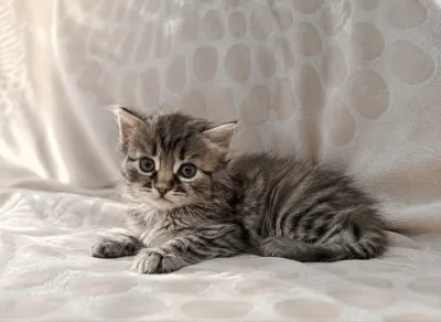 Продаются шотландские котята скоттиш-страйт.