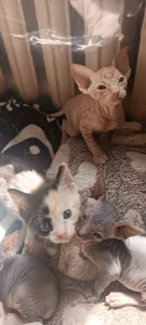 Котёнок Донского сфинкса (Браш)девочка в поиске