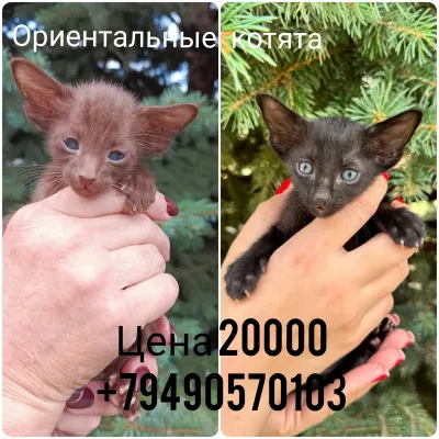 Ориентальные котята готовы к встрече с новой