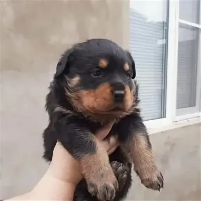 Продам щенков ротвейлера