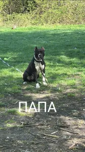 Предлагается девочка американского
