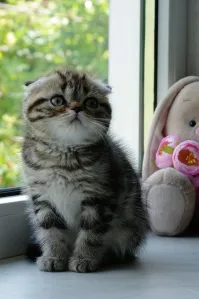 Уникальная возможность стать владельцем