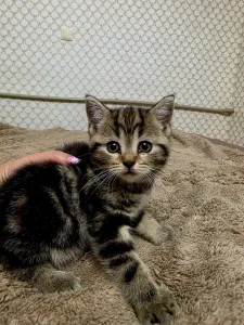 Продам Шотландских котят