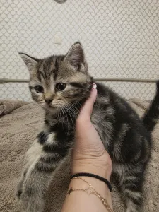 Продам Шотландских котят