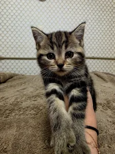Продам Шотландских котят