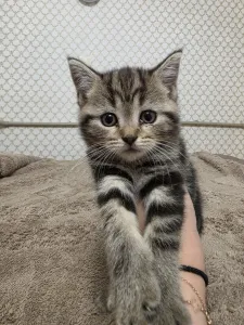 Продам Шотландских котят