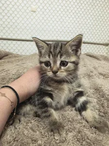 Продам Шотландских котят