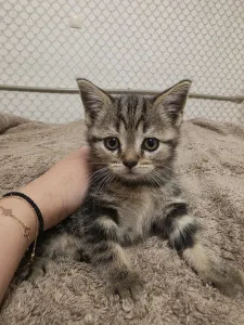 Продам Шотландских котят