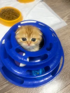 Шотландская вислоухая кошка возраст 1