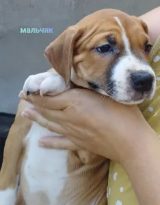 Продам щенков питбультерьера