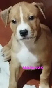 Продам щенков питбультерьера