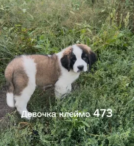 Донецкий племенной питомник предлагает щенков
