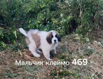 Донецкий племенной питомник предлагает щенков