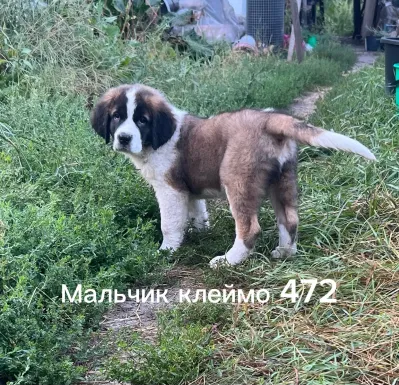Донецкий племенной питомник предлагает щенков