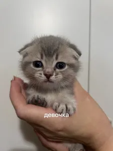 Шотландские котята ищут дом