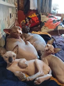 Продам , котят канадского сфинкса