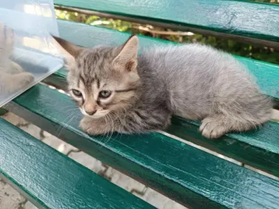 КОТЯТА В ДОБРЫЕ РУКИ ️️️ БЕСПЛАТНО ️️️ Остался 1