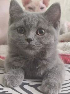Продам кошечку ( шотландскую).Лоток 5+