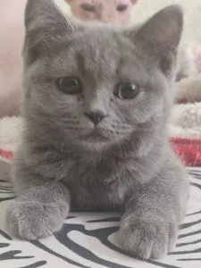 Продам кошечку ( шотландскую).Лоток 5+