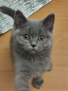 Продам кошечку ( шотландскую).Лоток 5+