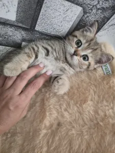Продаётся шотландский прямоухий котёнок.Девочка